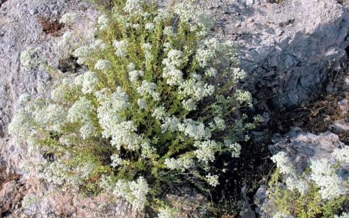 Ανθισμένη ρίγανη, ριζωμένη στον βράχο